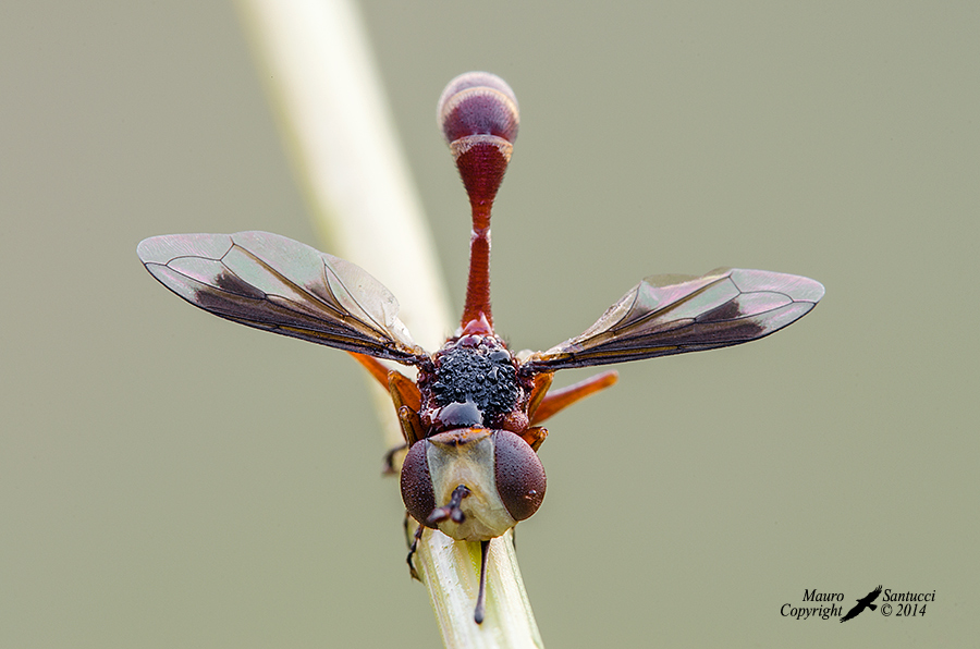 Physocephala sp. (Conopidae)