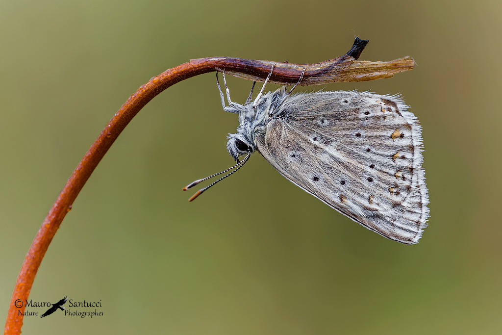 Licenidi: Polyommatus (Lysandra) coridon e Polyommatus sp.