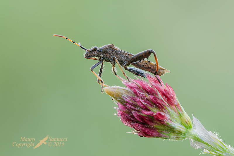 Alydidae: Camptopus lateralis del Lazio (LT)