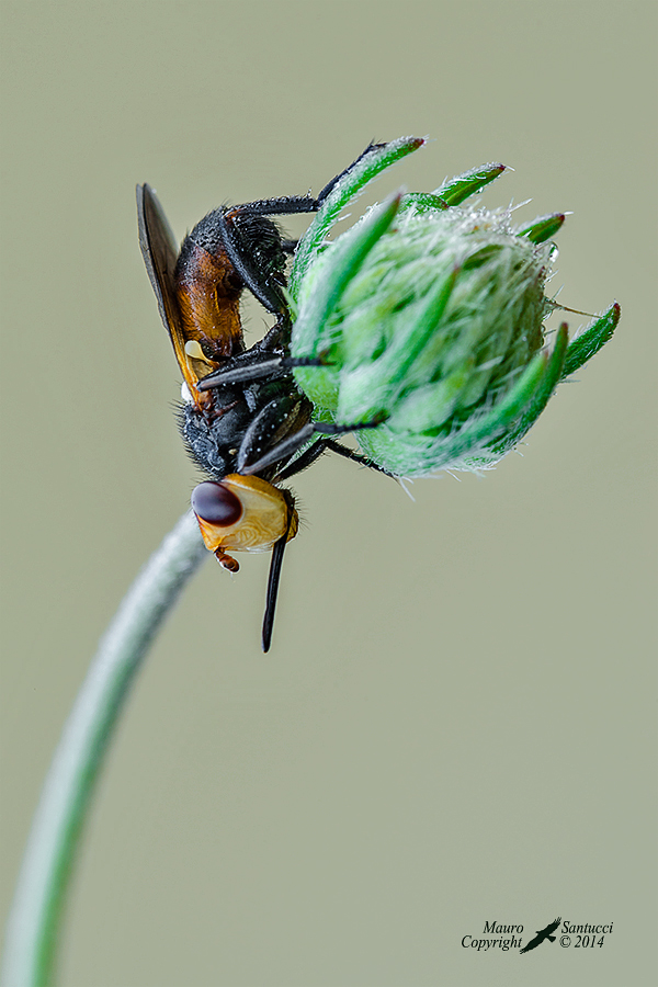 conopidae da identificare