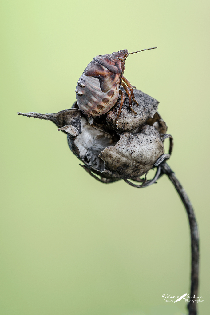 Pentatomidae: ninfa di Ventocoris rusticus