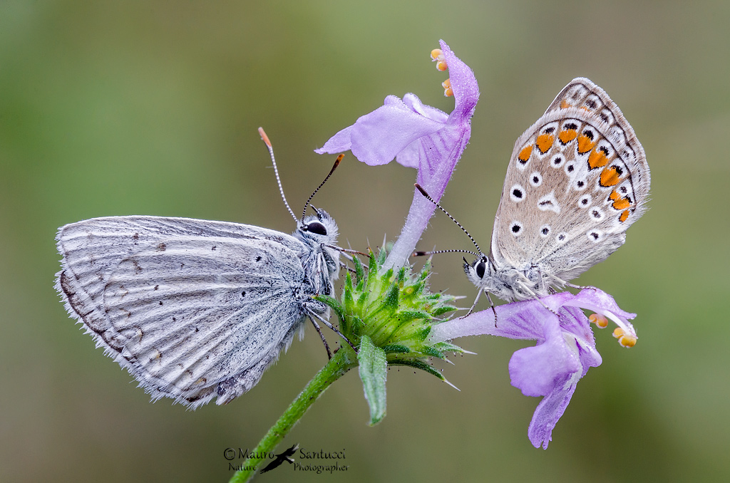 Licenidi: Polyommatus (Lysandra) coridon e Polyommatus sp.