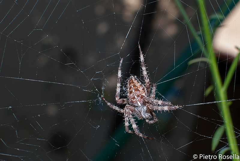 Araneus diadematus - Certosa (LT)