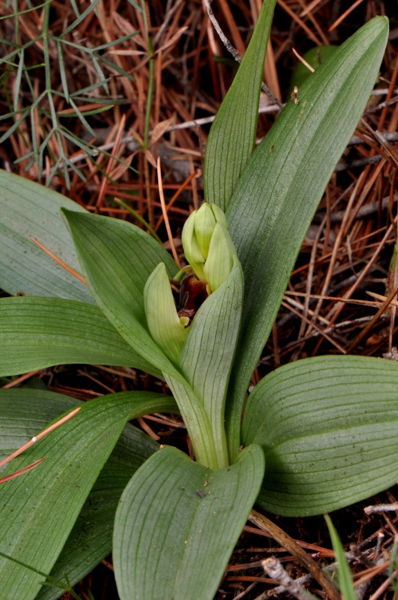 Ophrys sphegodes subsp. massiliensis (Viglione & Vla) Kreut