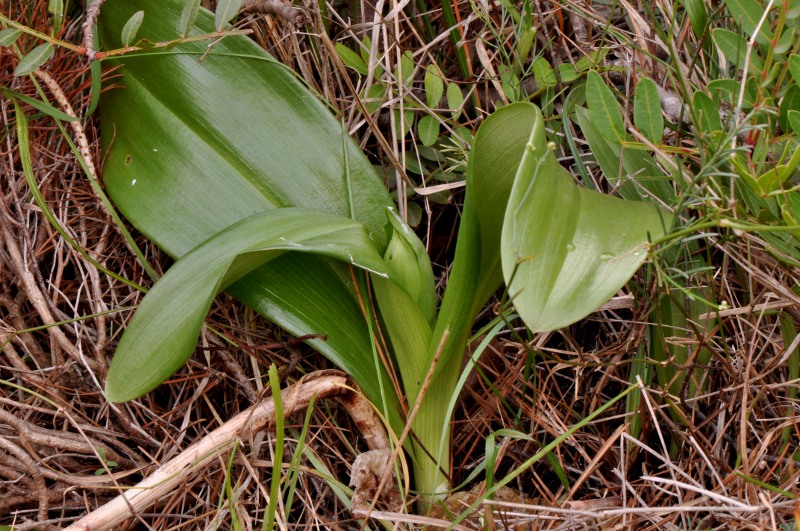 Ophrys sphegodes subsp. massiliensis (Viglione & Vla) Kreut