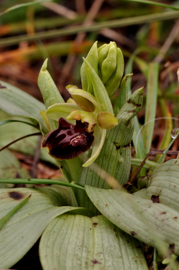 Ophrys sphegodes subsp. massiliensis (Viglione & Vla) Kreut