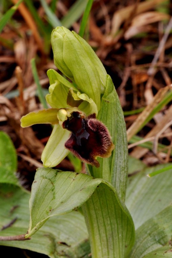 Ophrys sphegodes subsp. massiliensis (Viglione & Vla) Kreut