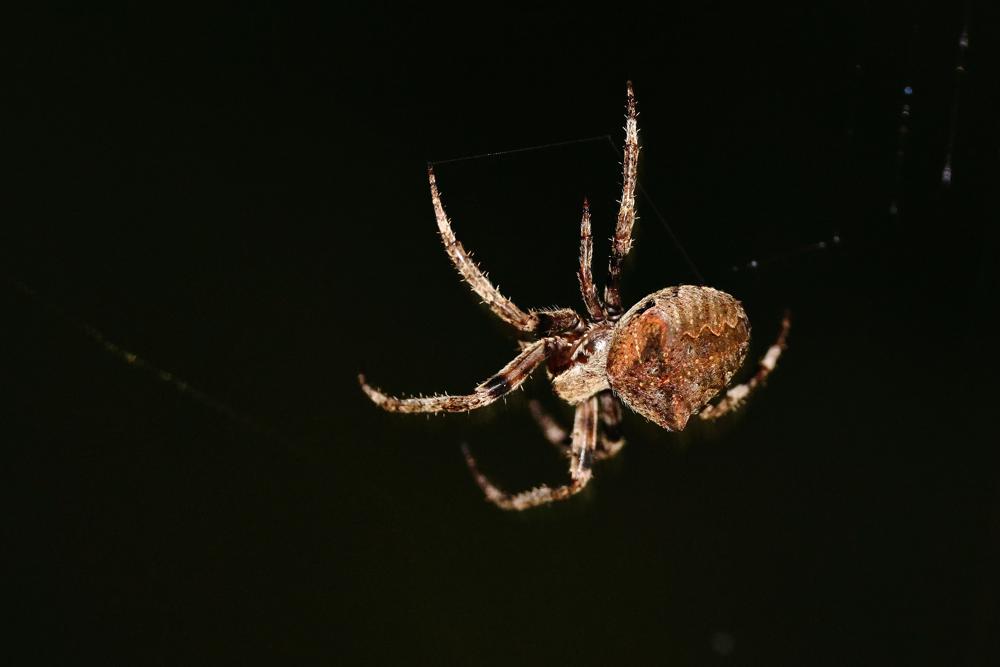 Araneus angulatus -  S.Albano Stura (CN)