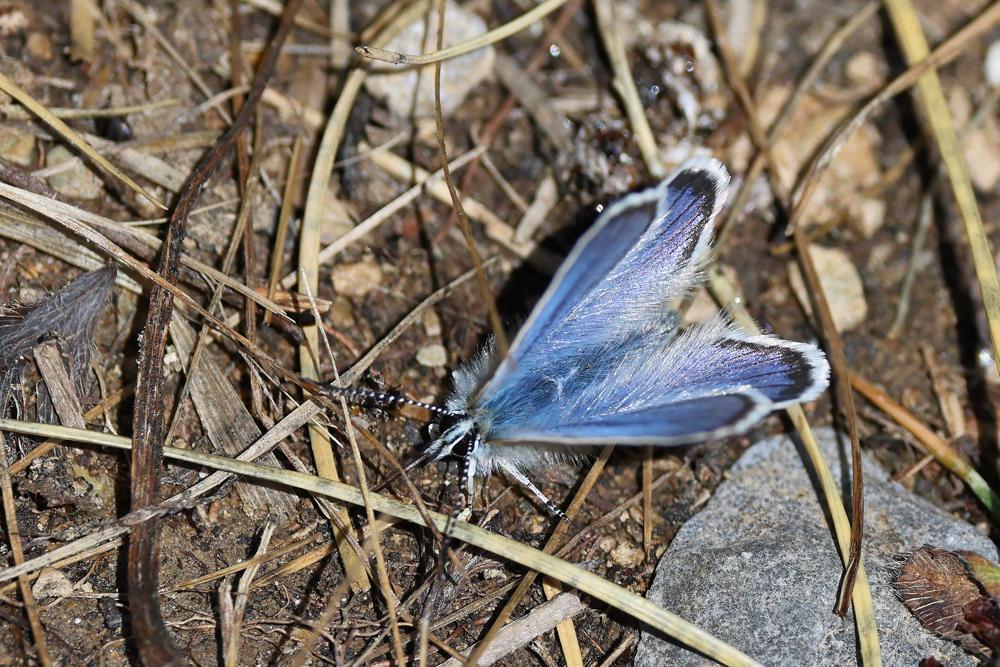 Lycaenidae da id.