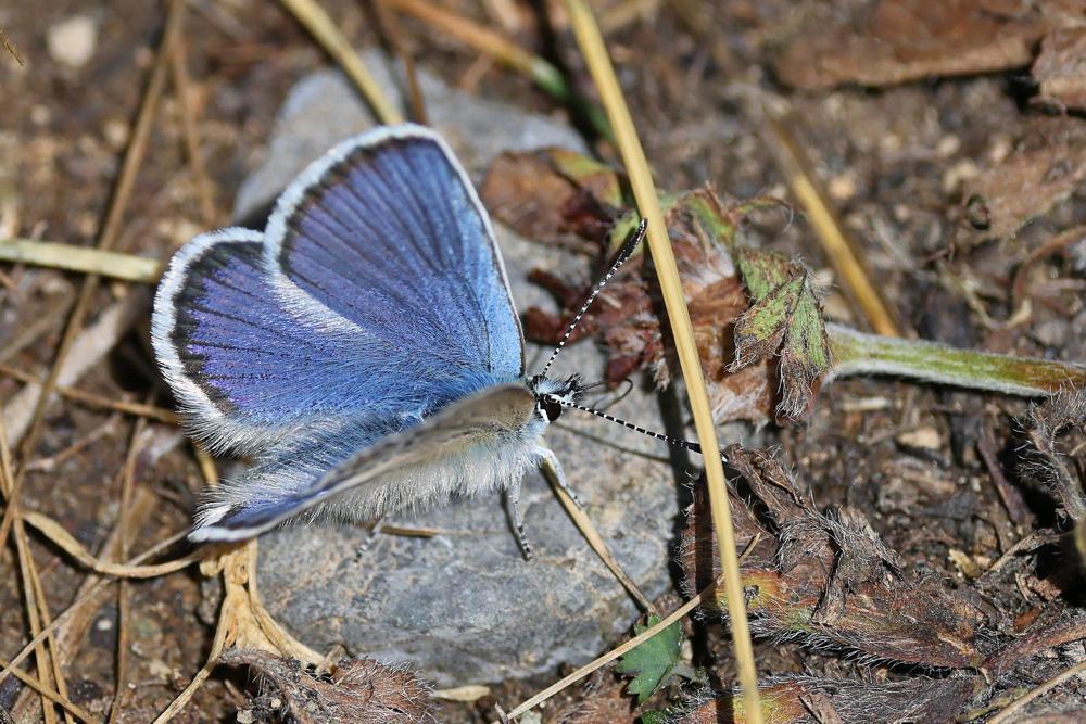 Lycaenidae da id.