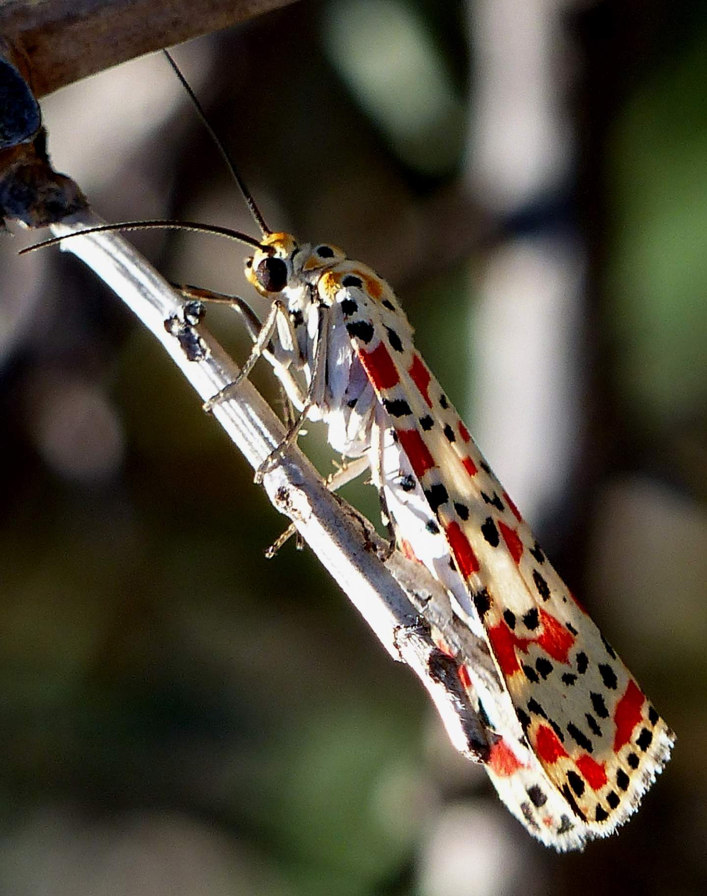 Utetheisa pulchella verifica id e verifica info.