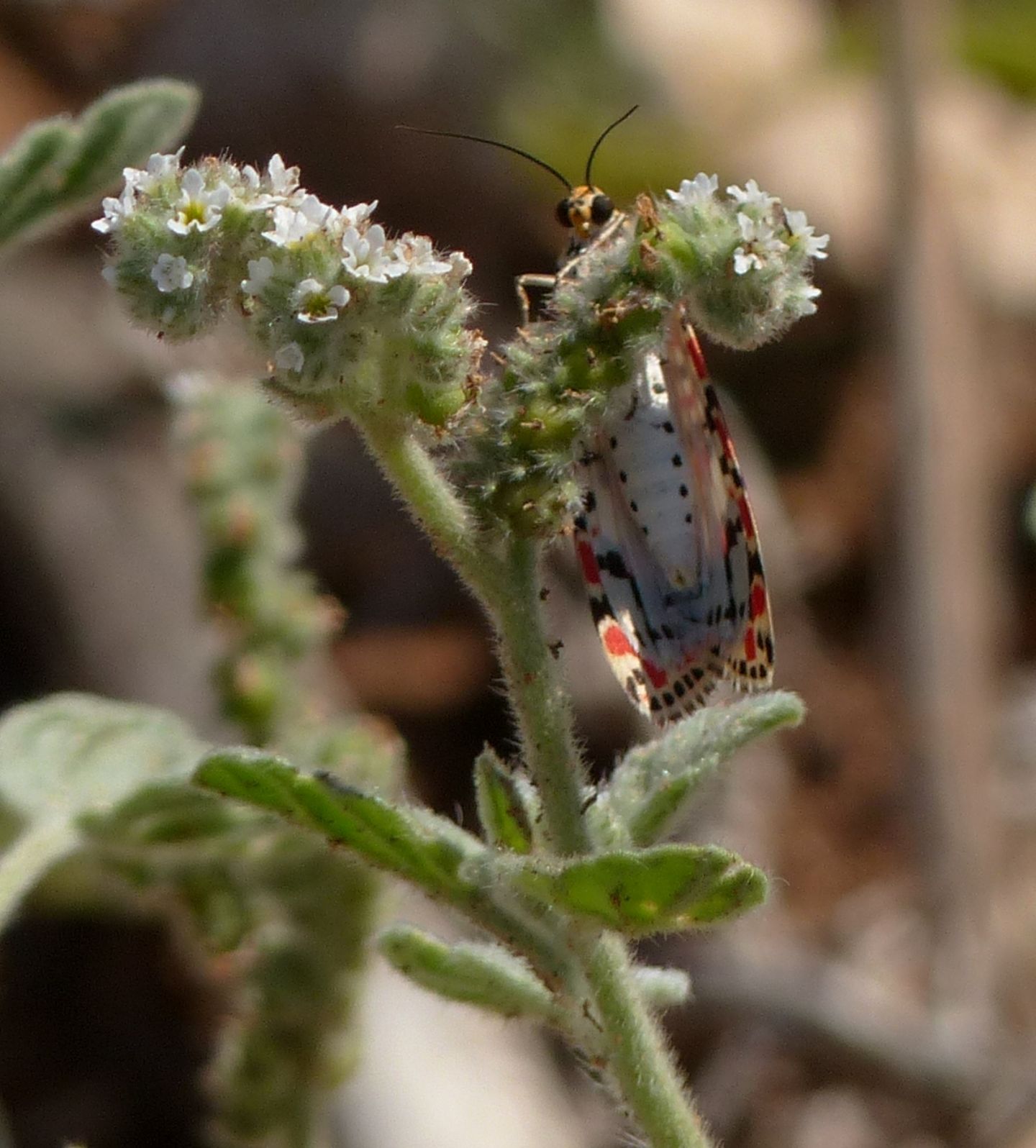 Utetheisa pulchella verifica id e verifica info.