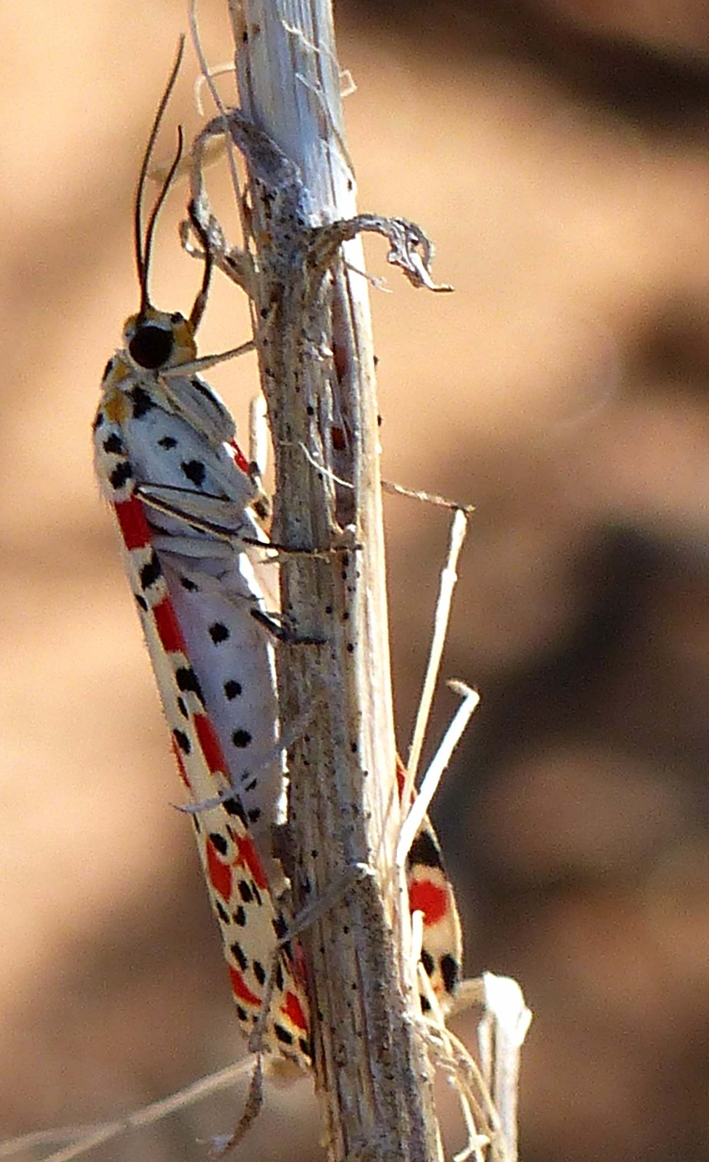 Utetheisa pulchella verifica id e verifica info.