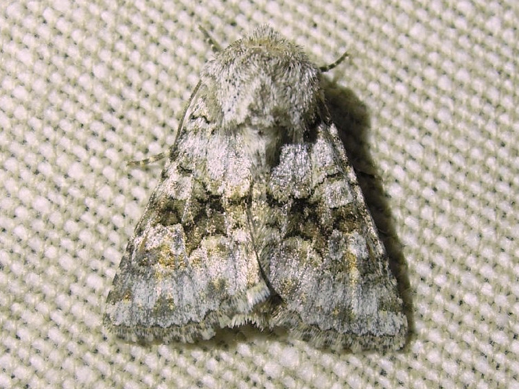 Hecatera bicolorata (Noctuidae) ?? - Si