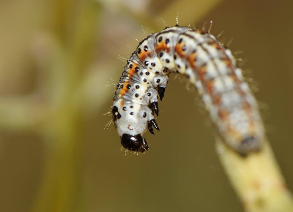 larva di nottuide  greco - Heliothis incarnata