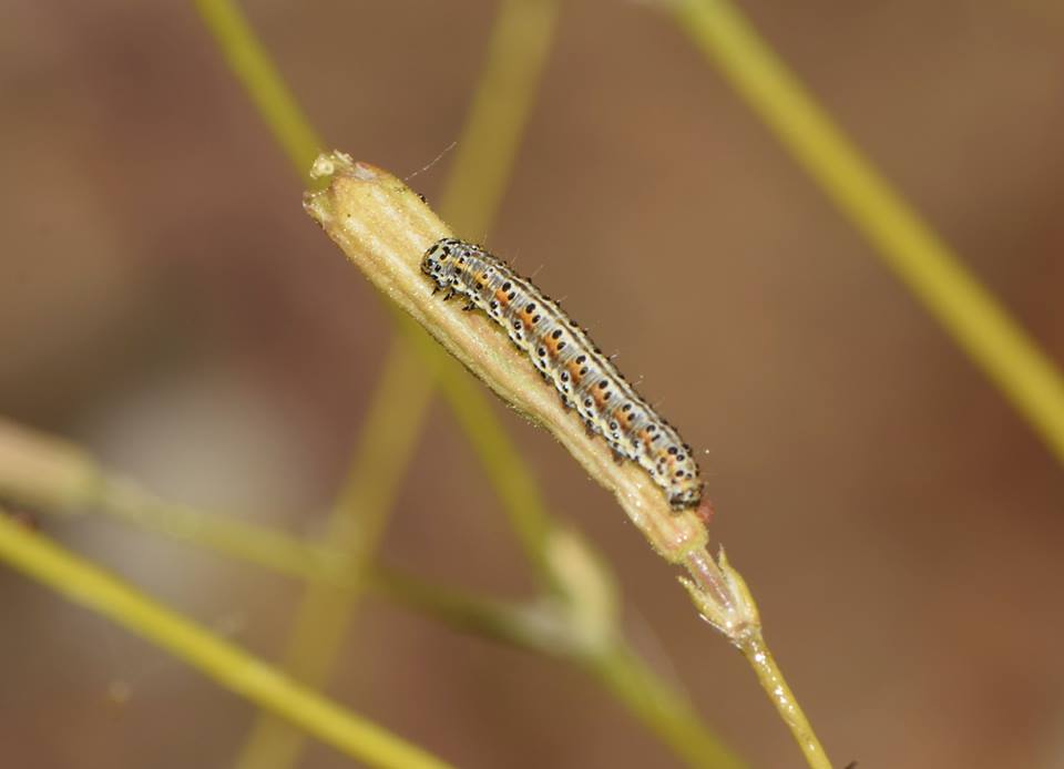 larva di nottuide  greco - Heliothis incarnata