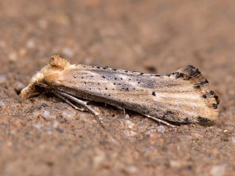 Determinazione - Phycita pedisignella (Cfr.), Pyralidae