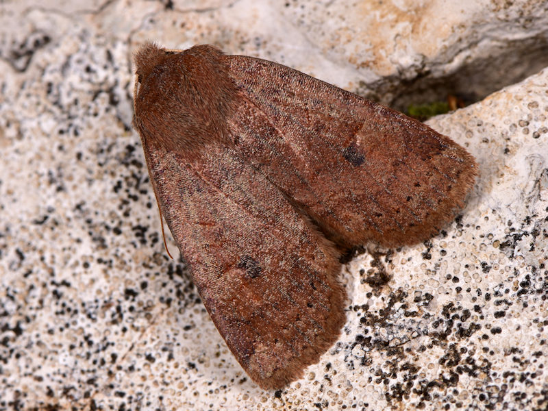 Orthosia incerta (Noctuidae)?