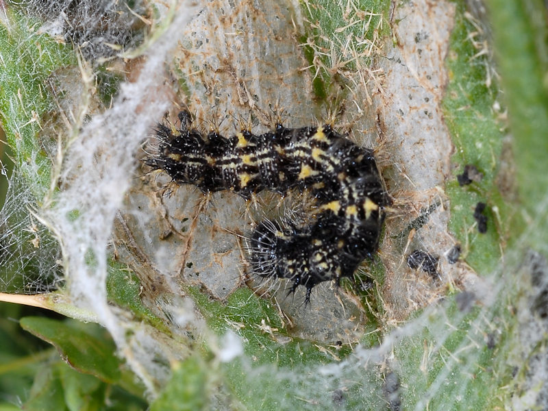 Bruco di Vanessa cardui (Nymphalidae)