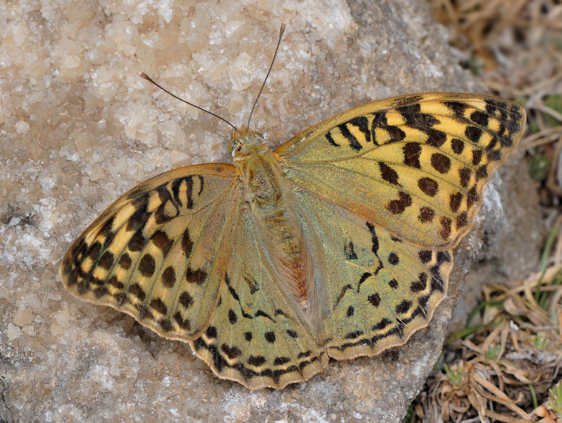 Argynnis pandora?  No, Argynnis paphia , femmina