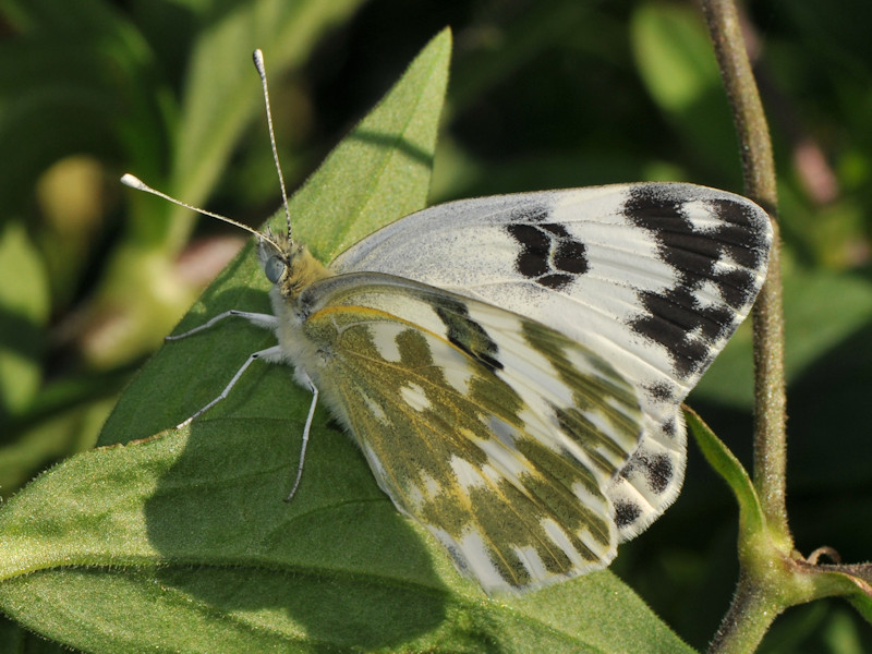 Pontia edusa strana