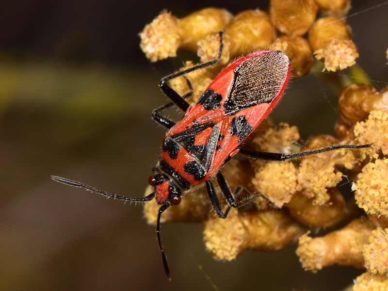 Lygaeidae da determinare?    No, Rhopalidae: Corizus hyoscyami