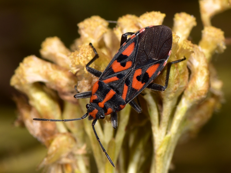 Lygaeidae da determinare?    No, Rhopalidae: Corizus hyoscyami