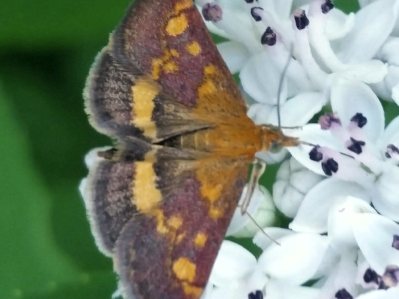 Pyrausta aurata  (Crambidae)