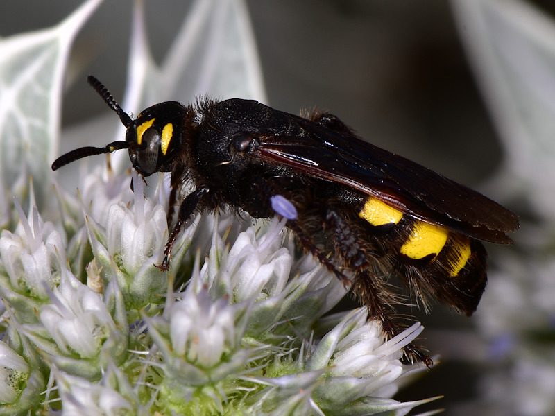 Serifos, Cicladi (Grecia) - da id 5: Colpa sexmaculata? S