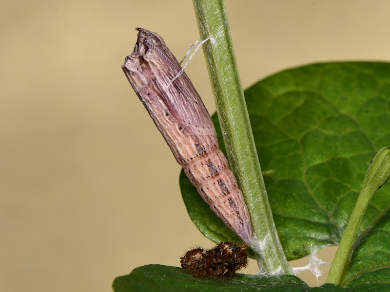 La pupa di Zerynthia cassandra