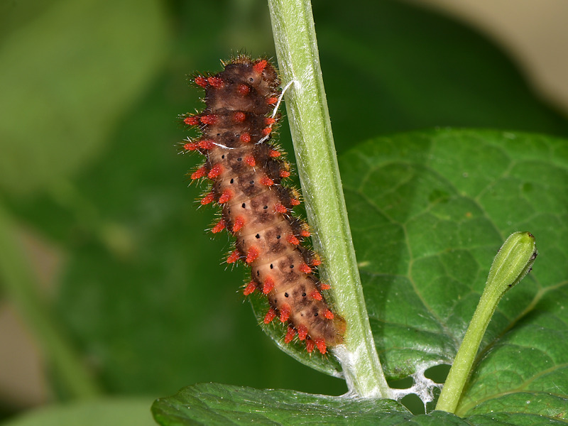 La pupa di Zerynthia cassandra