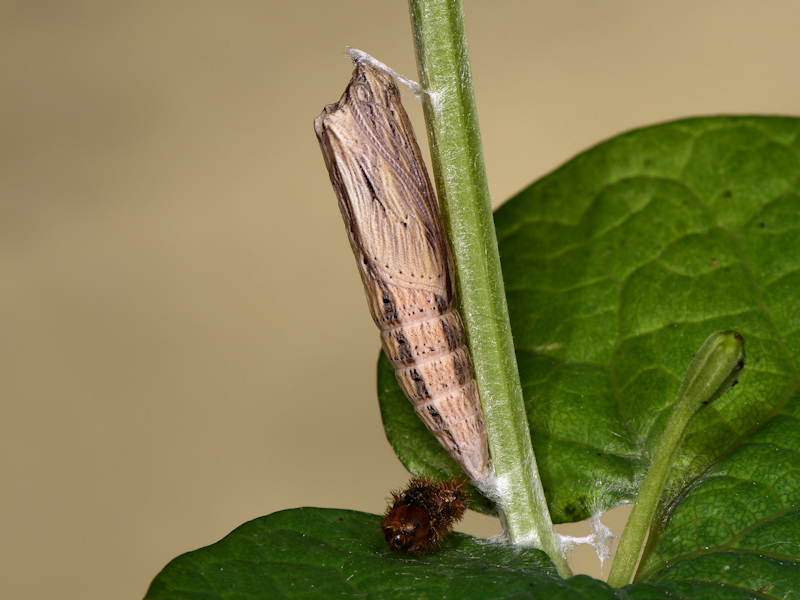 La pupa di Zerynthia cassandra