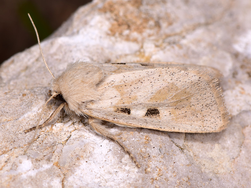 Episema grueneri ?...  Episema glaucina