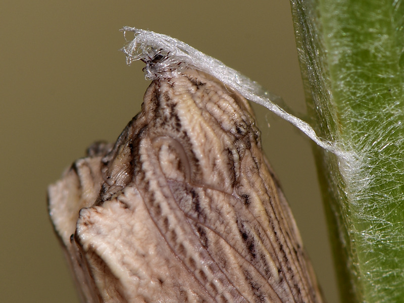 La pupa di Zerynthia cassandra