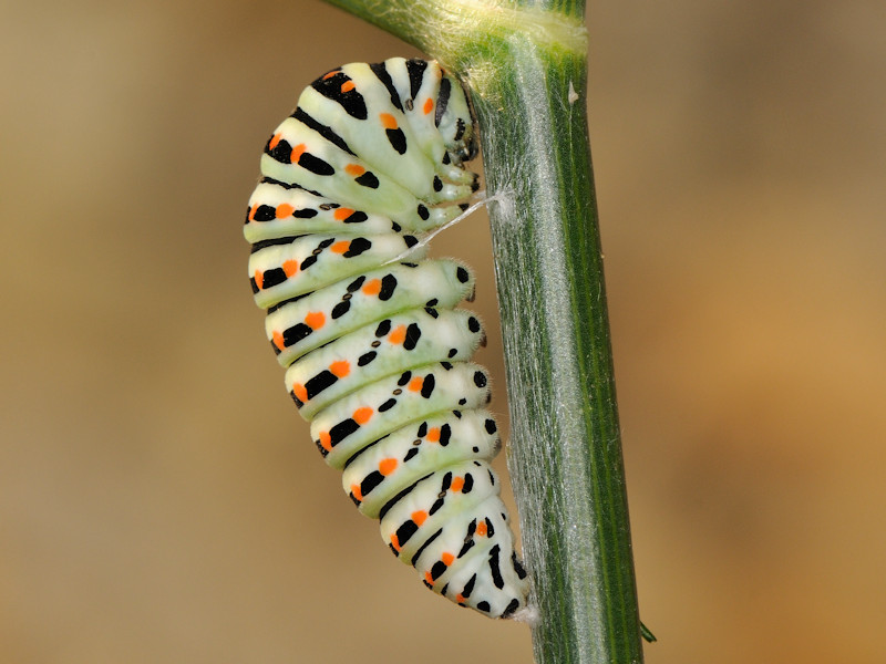 La pupa di Zerynthia cassandra