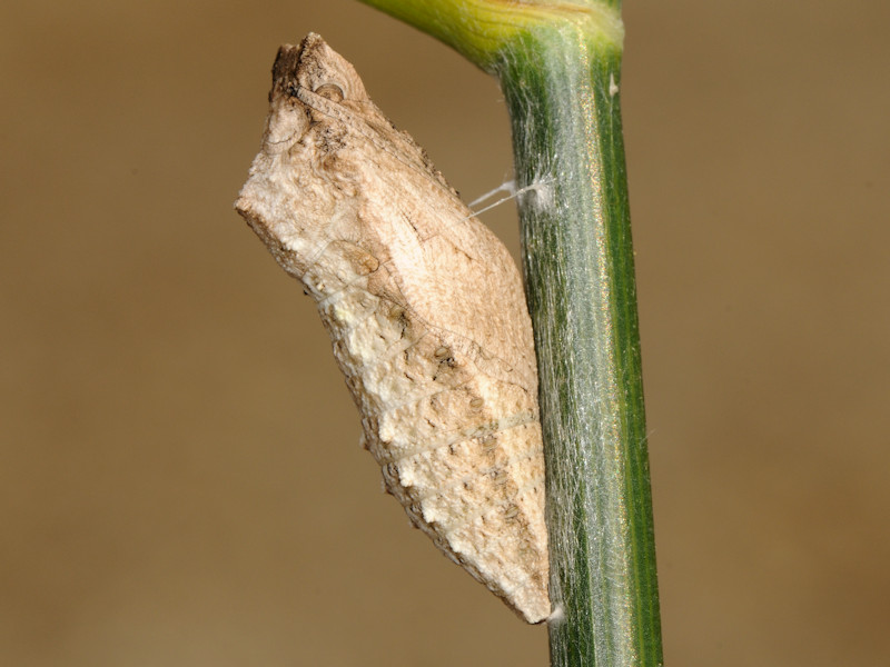 La pupa di Zerynthia cassandra