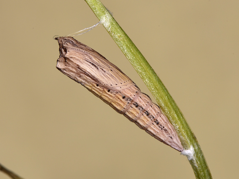 La pupa di Zerynthia cassandra