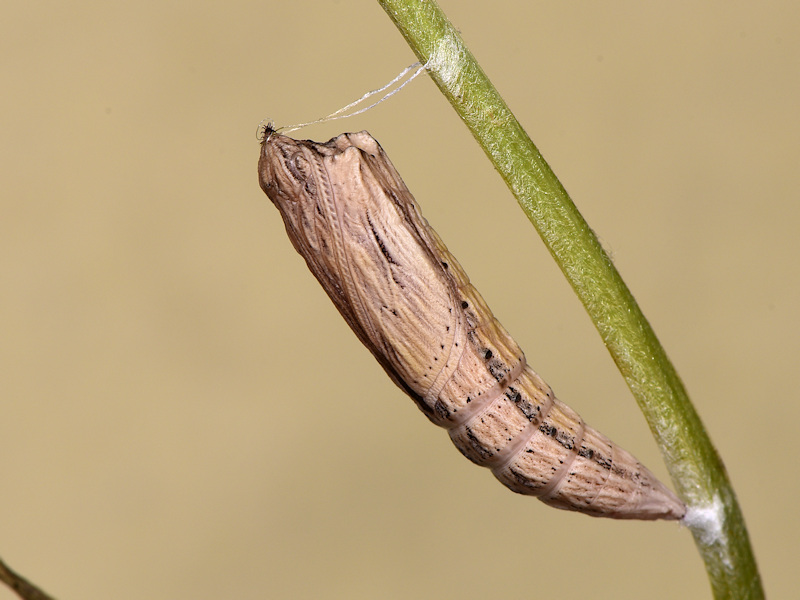 La pupa di Zerynthia cassandra