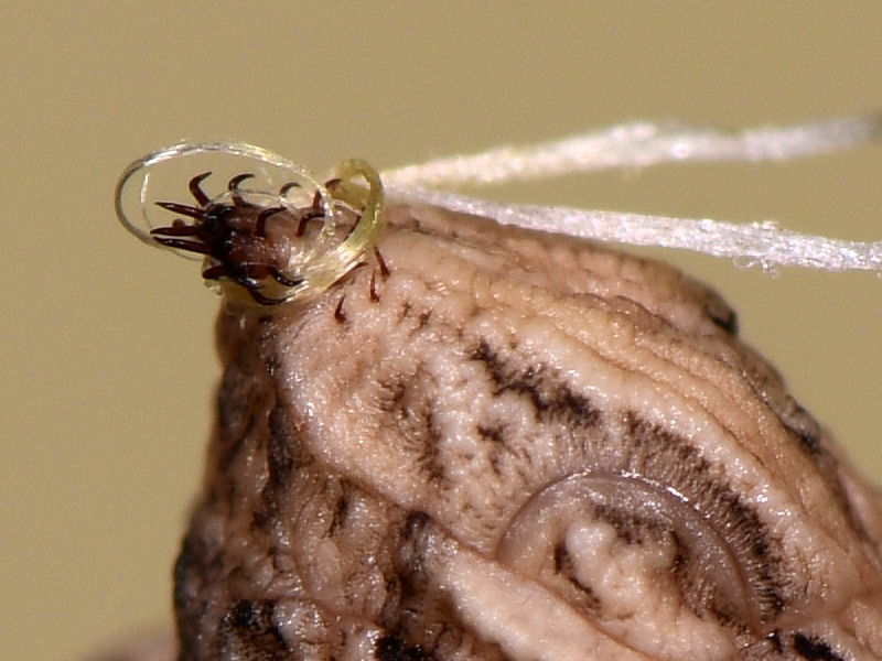 La pupa di Zerynthia cassandra