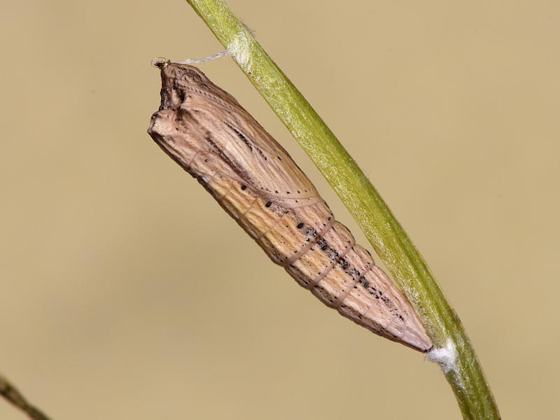 La pupa di Zerynthia cassandra