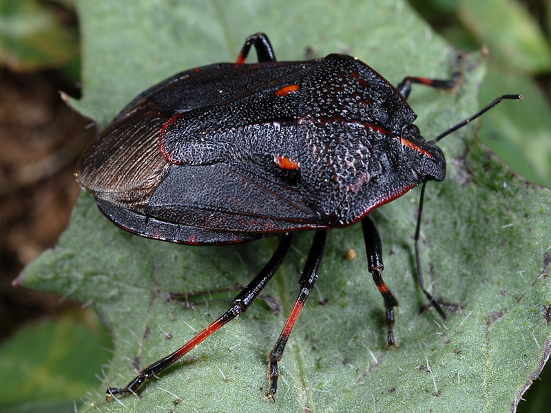 Un aiuto per la determinazione, please:  Pentatomidae: Jalla dumosa