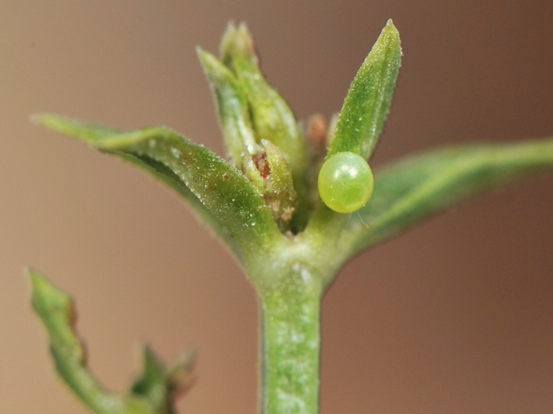 Macroglossum stellatarum : ovodeposizione