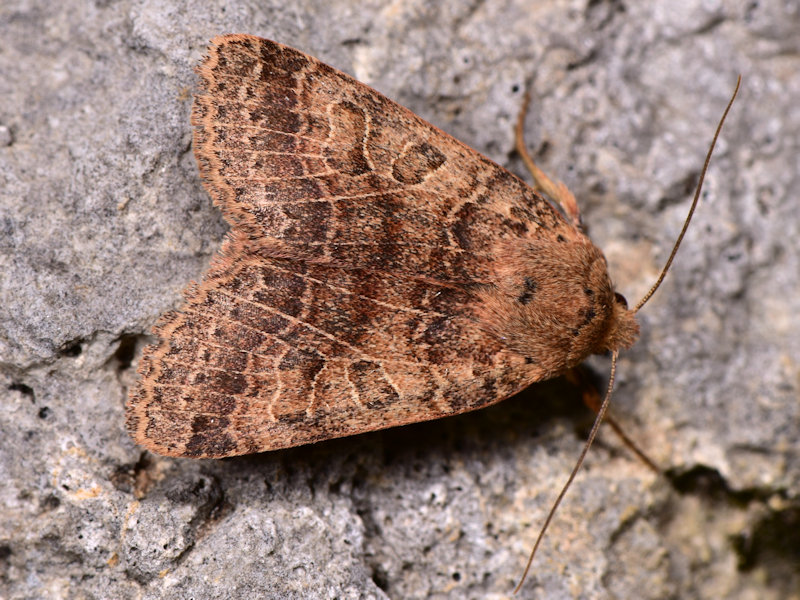 Agrochola nitida ?...  Agrochola pistacinoides