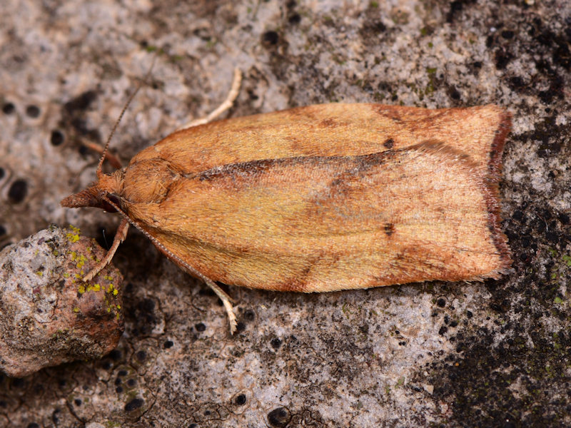 Choristoneura simonyi, Tortricidae: endemismo delle Canarie