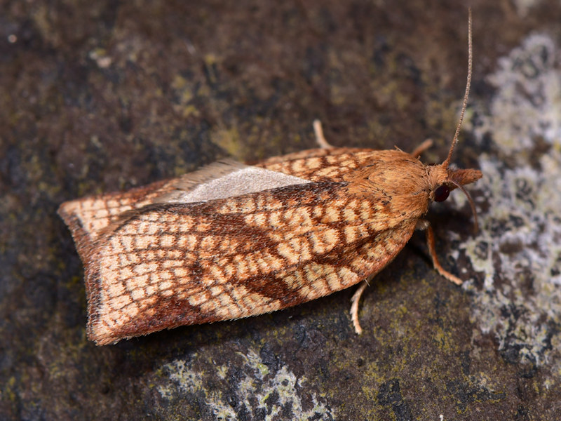 Choristoneura simonyi, Tortricidae: endemismo delle Canarie