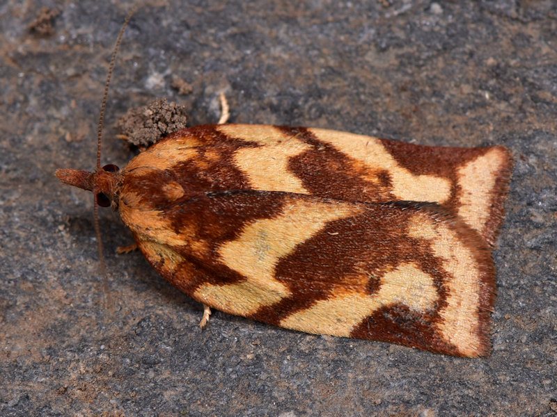 Choristoneura simonyi, Tortricidae: endemismo delle Canarie