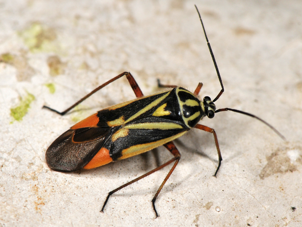 Miridae: Brachycoleus decolor (cf.)