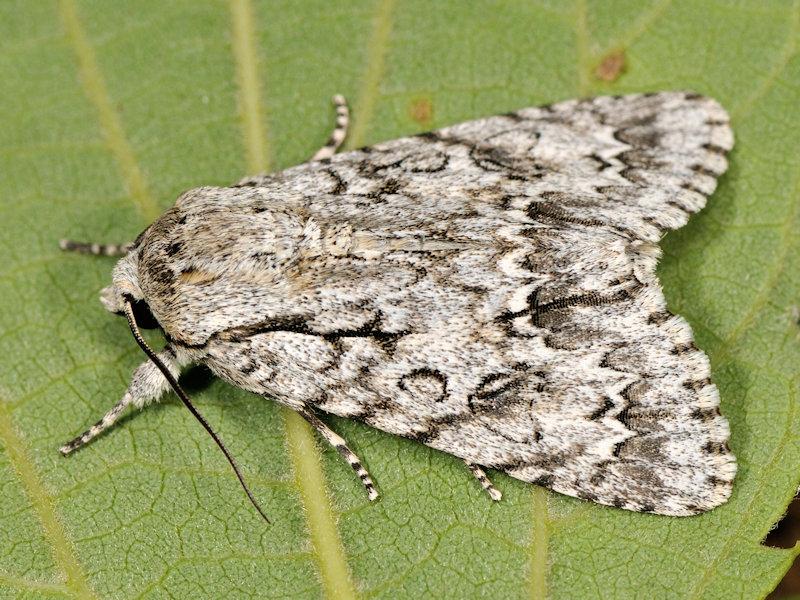 Acronicta aceris ?  No,  Acronicta rumicis