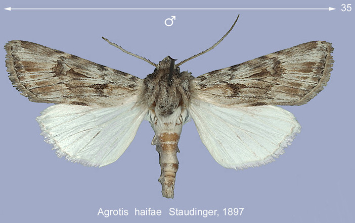 Agrotis cfr. haifae, Noctuidae