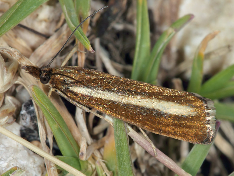 Somiglia a Catoptria radiella, ma non ci dovrebbe essere...